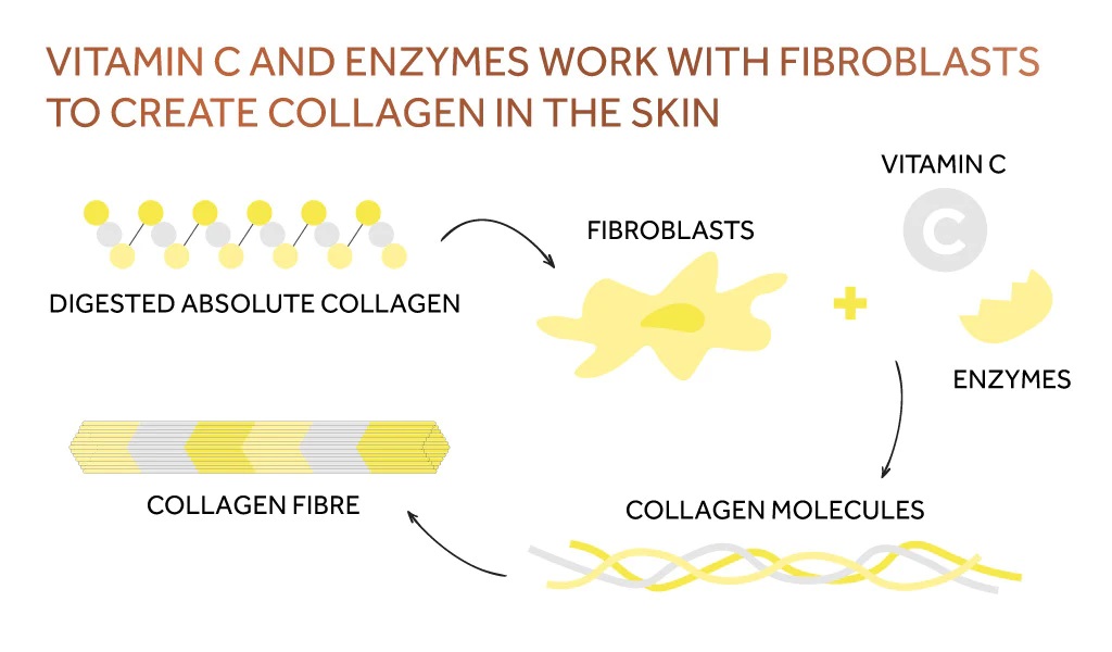 Vitamin c for skin makes collagen and elastin
