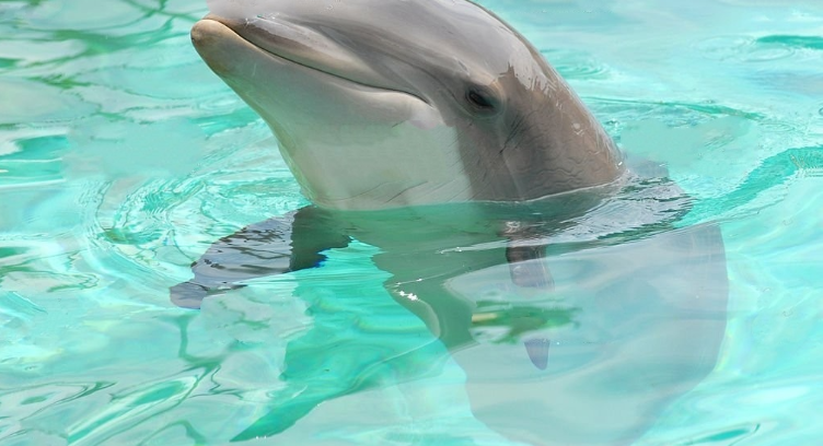 dolphin skin with hyaluronic acid
